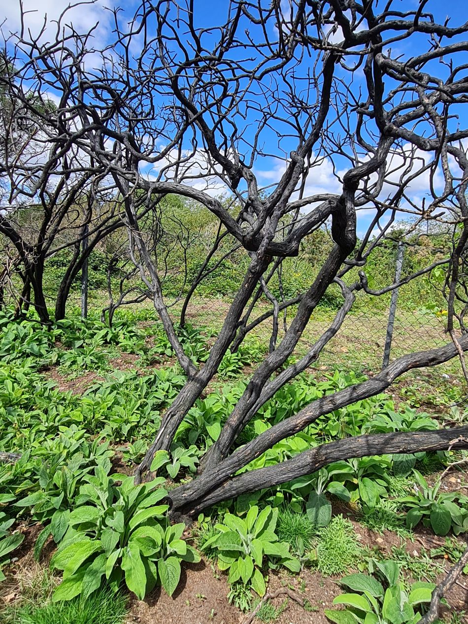 2023-07-30 27 Mettingham and Ellingham.jpg