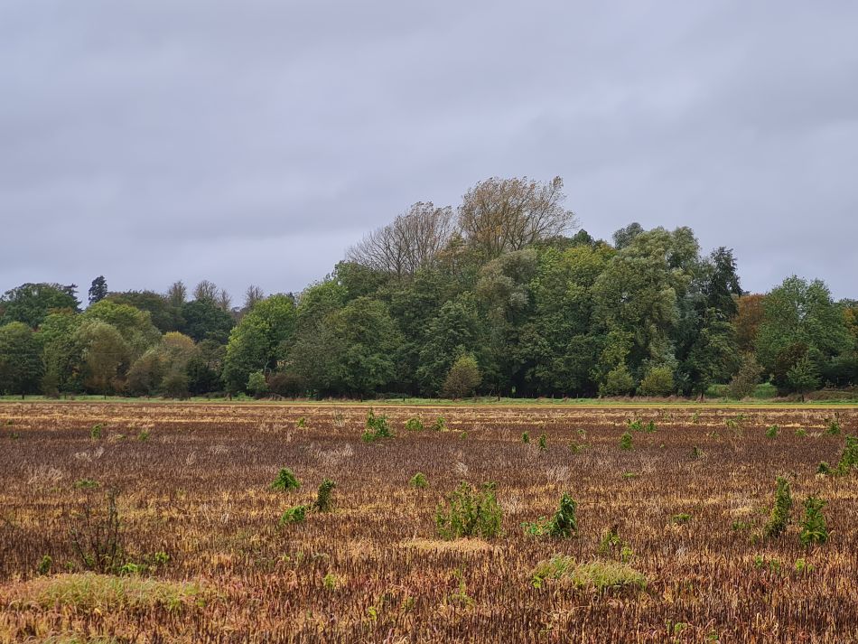 2023-11-08 04 Ditchingham and Broome.jpg