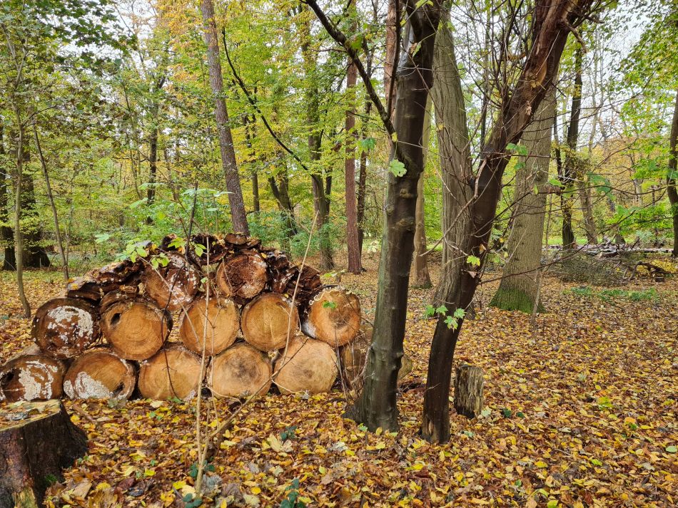 2023-11-08 11 Ditchingham and Broome.jpg