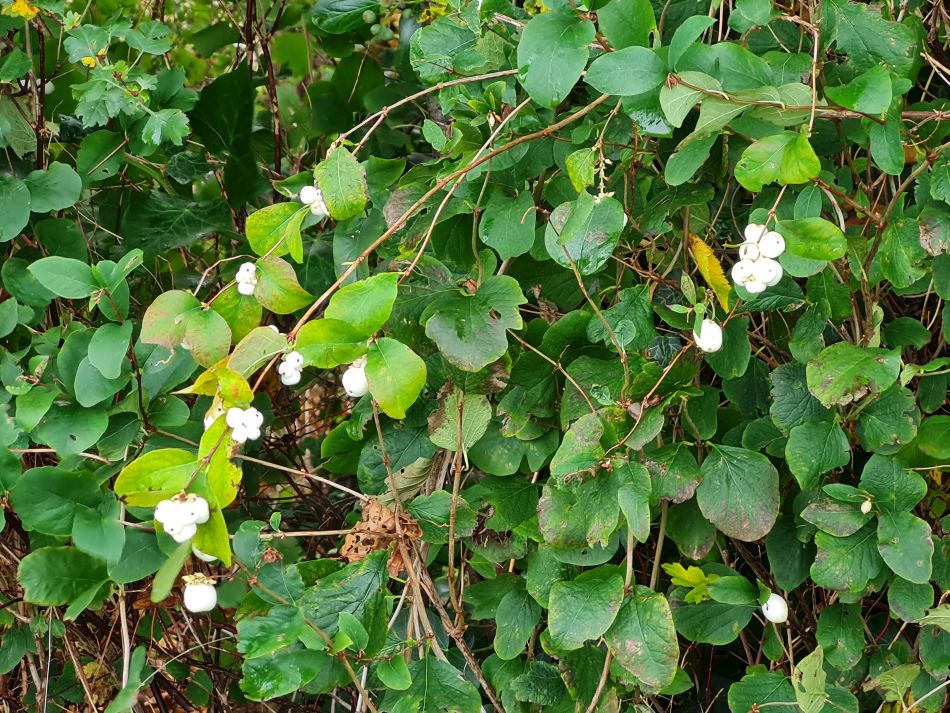 2023-11-08 13 Ditchingham and Broome.jpg