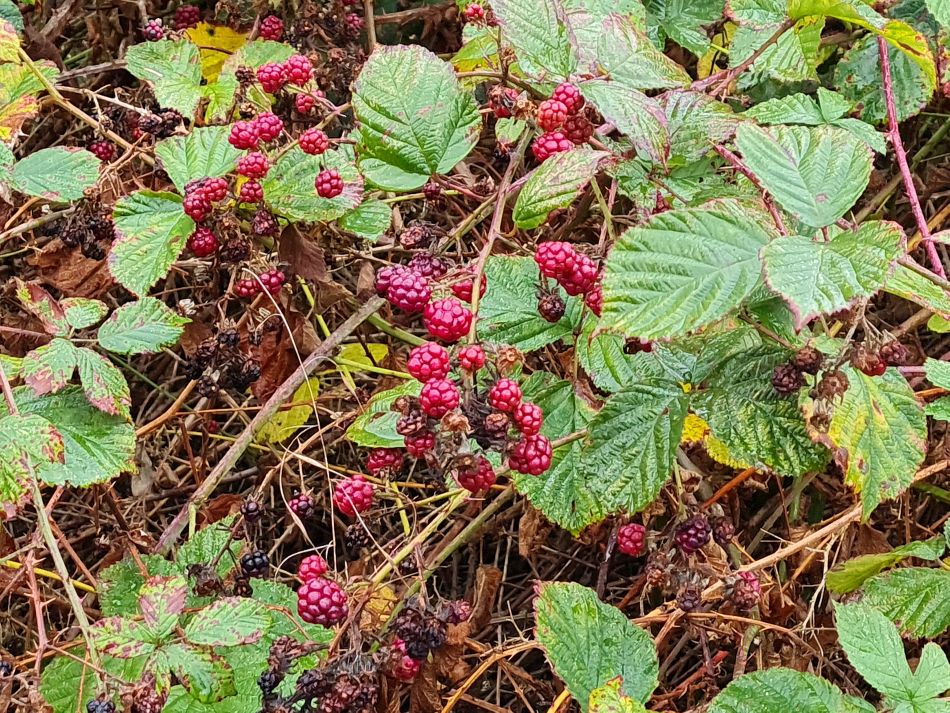 2023-11-08 19 Ditchingham and Broome.jpg