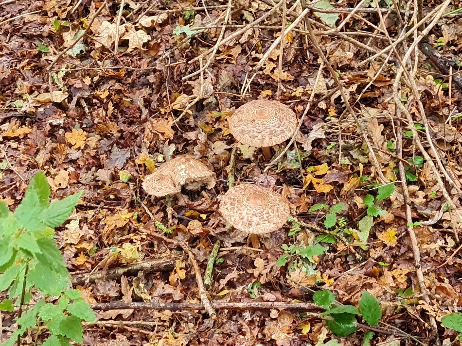 2023-11-08 20 Ditchingham and Broome.jpg