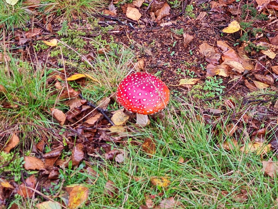 2023-11-08 24 Ditchingham and Broome.jpg