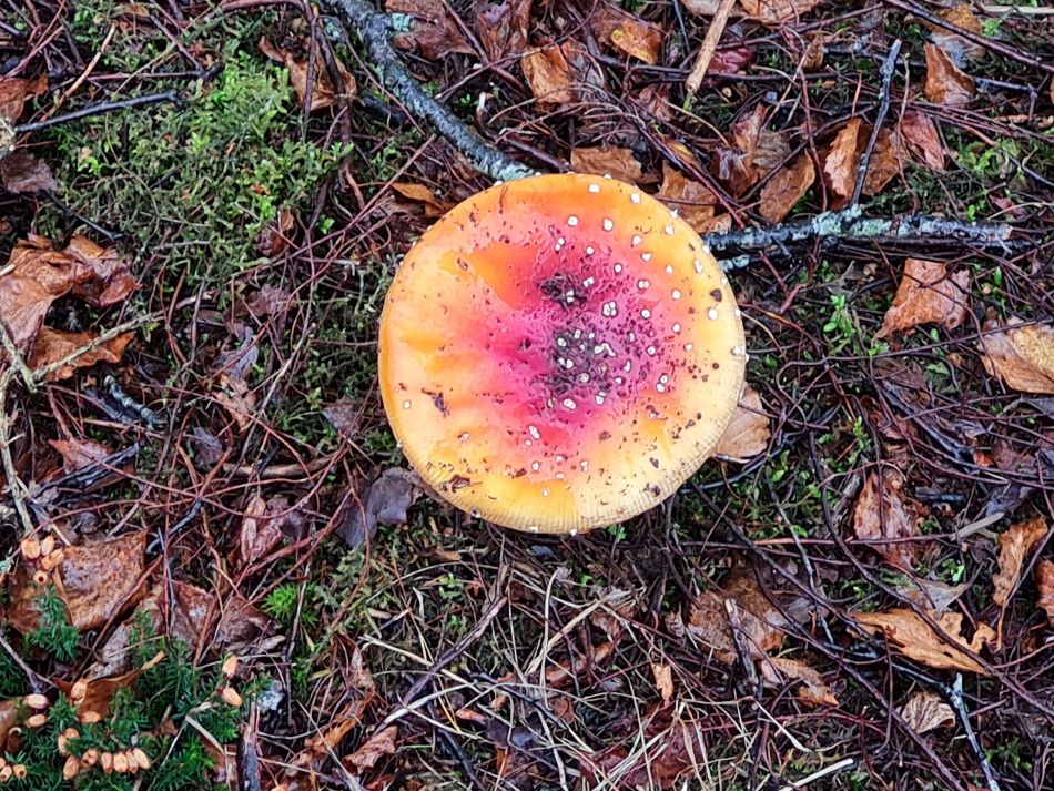 2023-11-08 25 Ditchingham and Broome.jpg