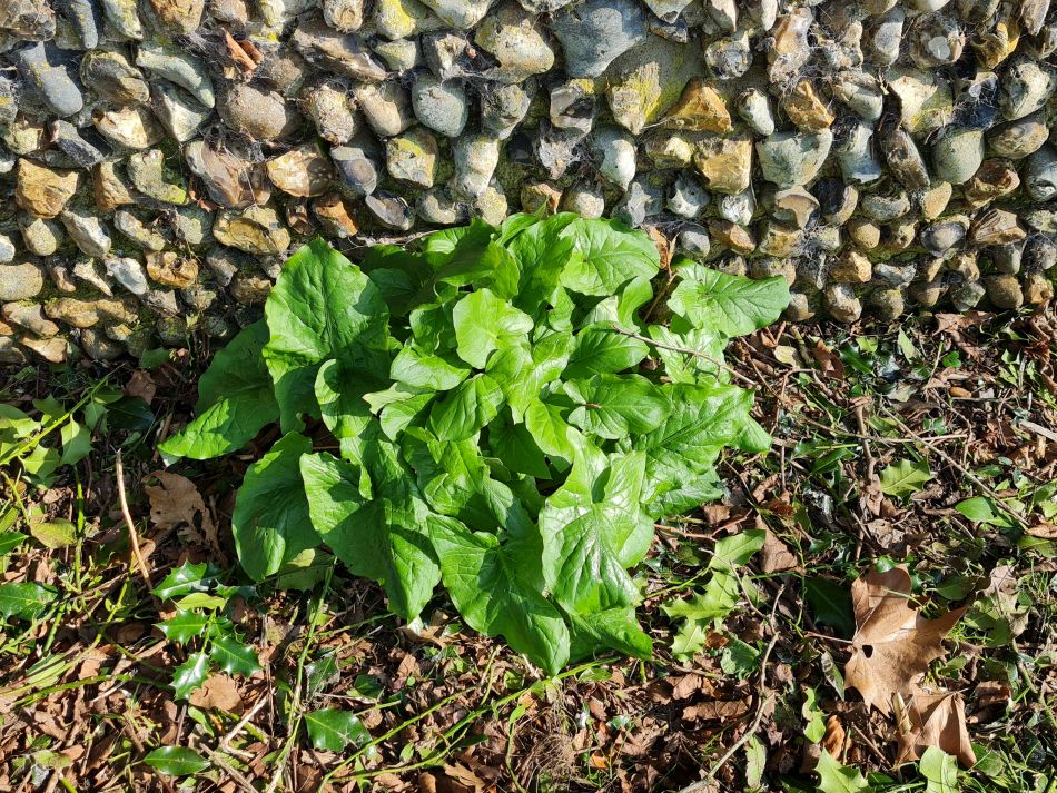 2024-03-08 02 Ditchingham and Broome.jpg