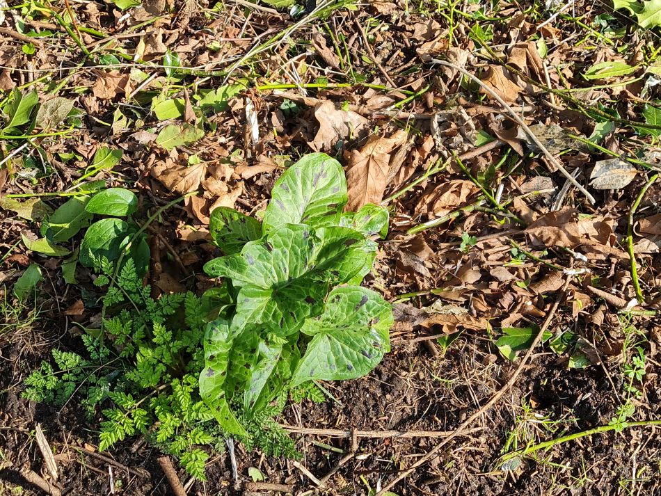 2024-03-08 03 Ditchingham and Broome.jpg