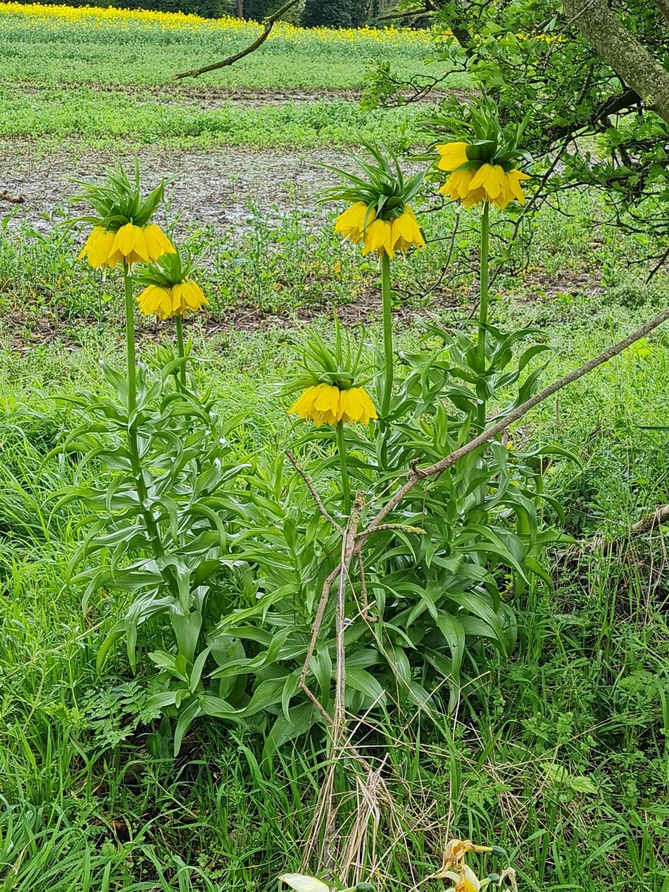 2024-04-05 01 Fritillaria imperialis lutea, Crown imperial.jpg