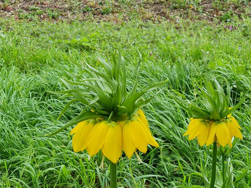 2024-04-05 02 Fritillaria imperialis lutea, Crown imperial.jpg