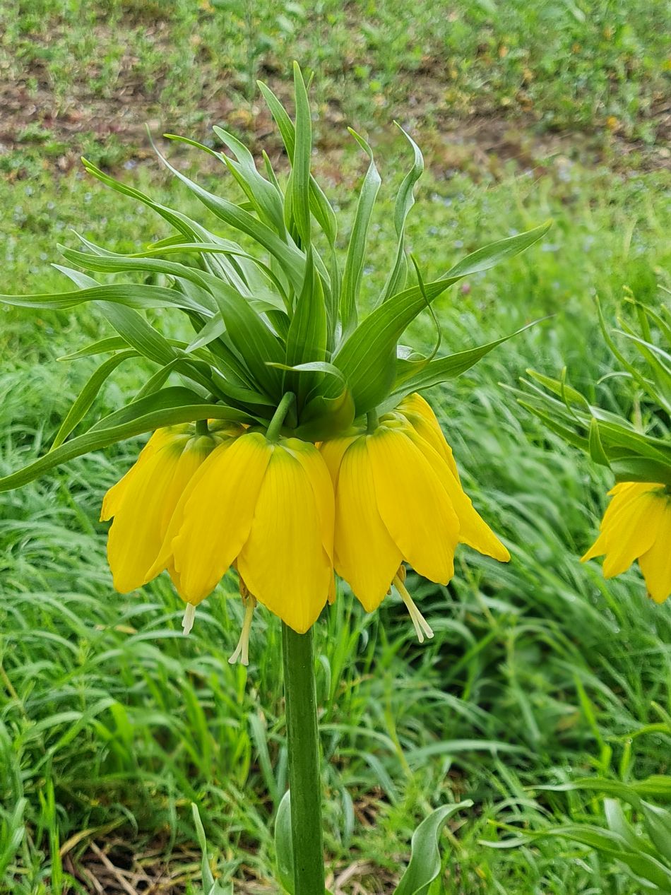 2024-04-05 03 Fritillaria imperialis lutea, Crown imperial.jpg