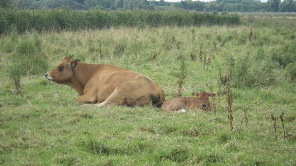 2017-08-17 03 Oulton Broad to Beccles.jpg