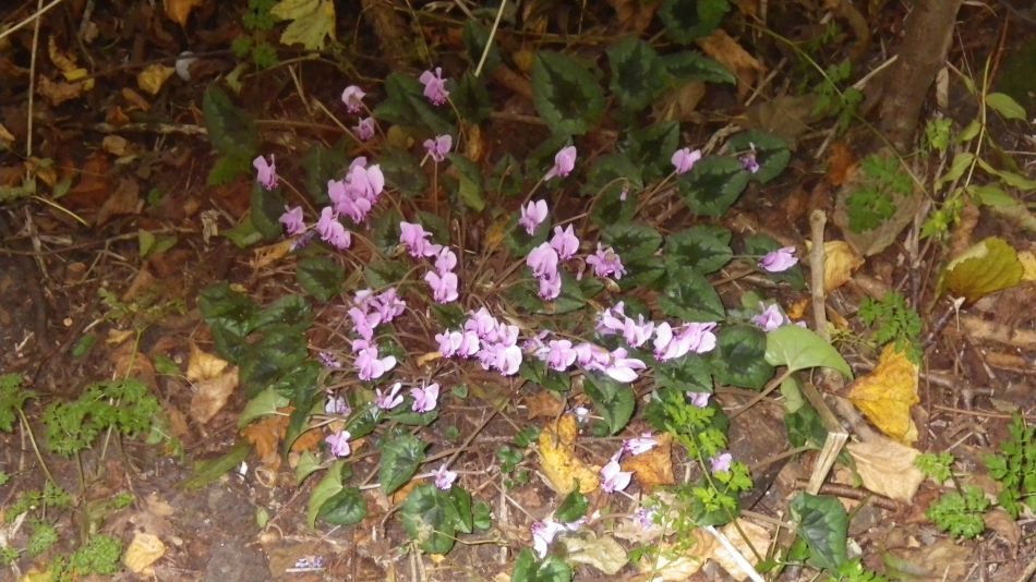 2017-10-15 05 Halesworth to Beccles.jpg