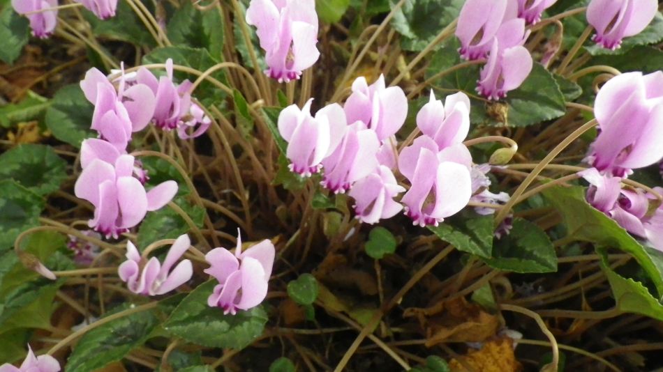 2017-10-15 06 Halesworth to Beccles.jpg