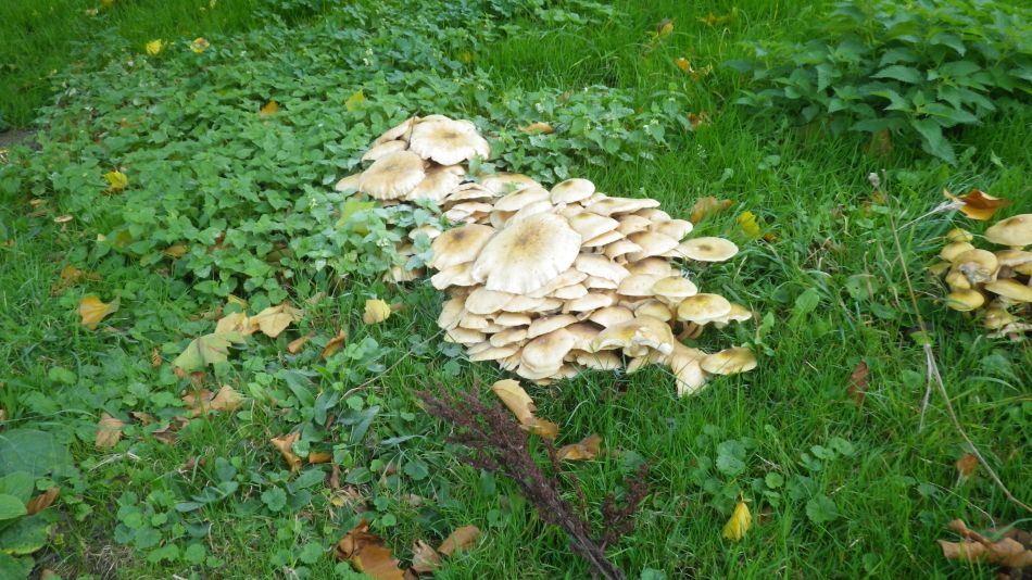 2017-10-15 13 Halesworth to Beccles.JPG