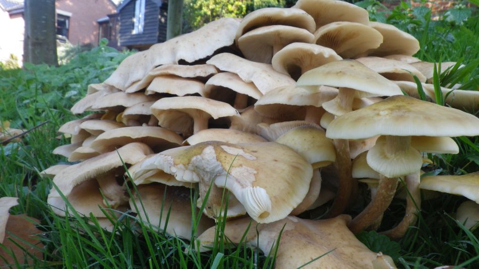 2017-10-15 14 Halesworth to Beccles.JPG