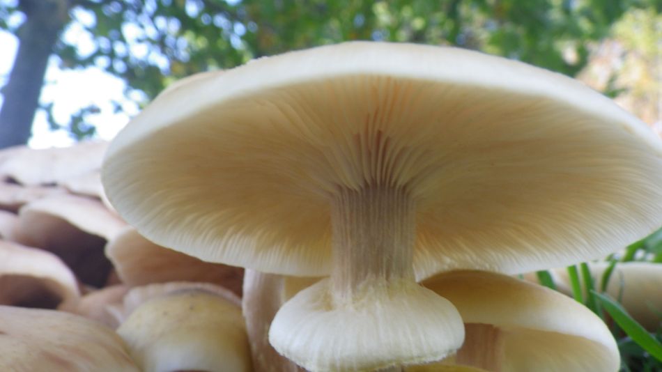 2017-10-15 15 Halesworth to Beccles.JPG