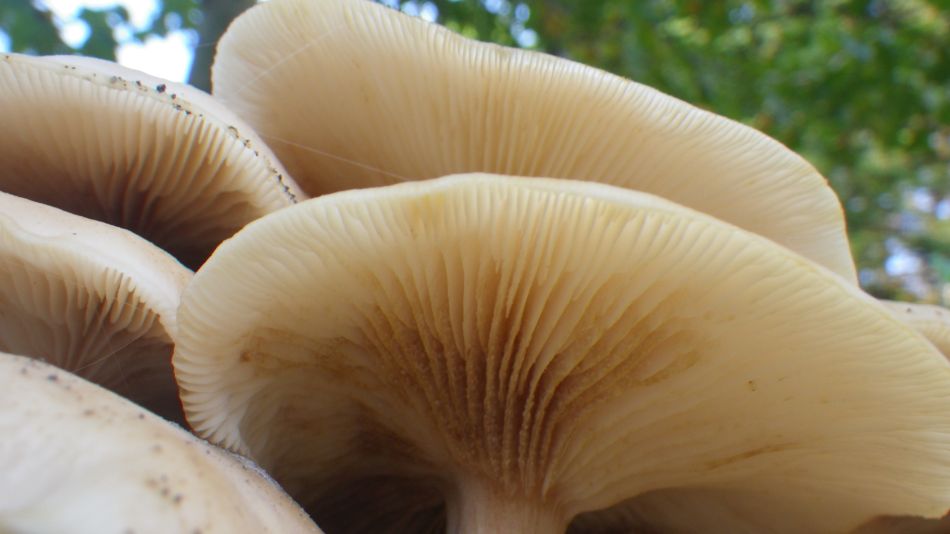 2017-10-15 16 Halesworth to Beccles.JPG