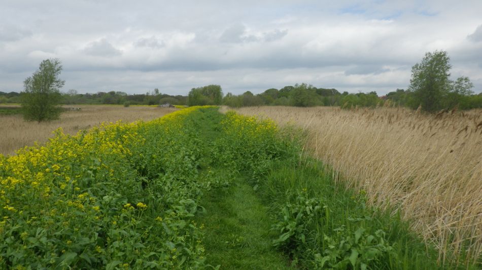 2019-05-09 07 Waveney Way 5.jpg