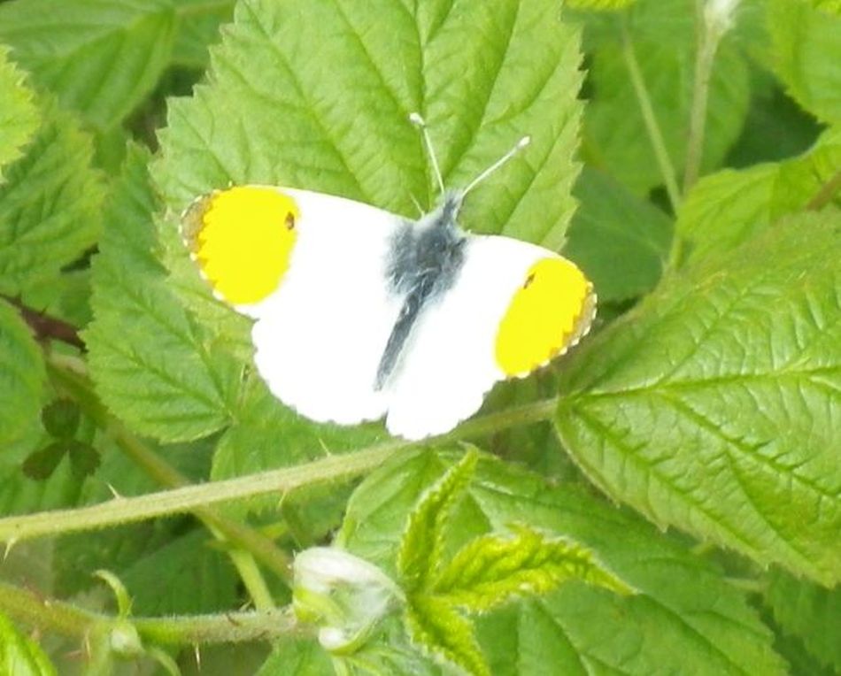 2019-05-09 09 Anthocharis cardamines Orange tip.jpg