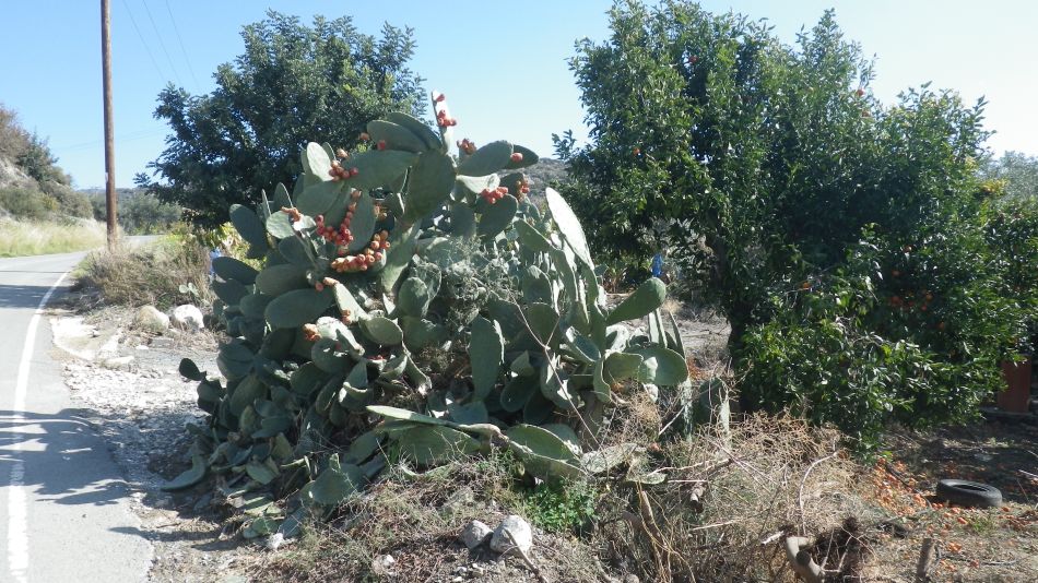 2018-01-29 03 Walk 3 Prickly Pears.jpg