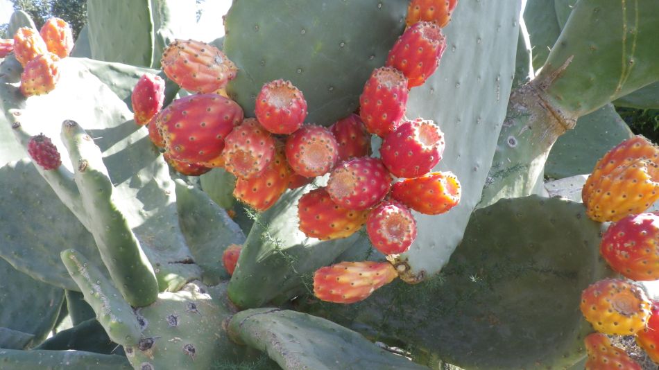 2018-01-29 04 Walk 3 Prickly Pears.jpg