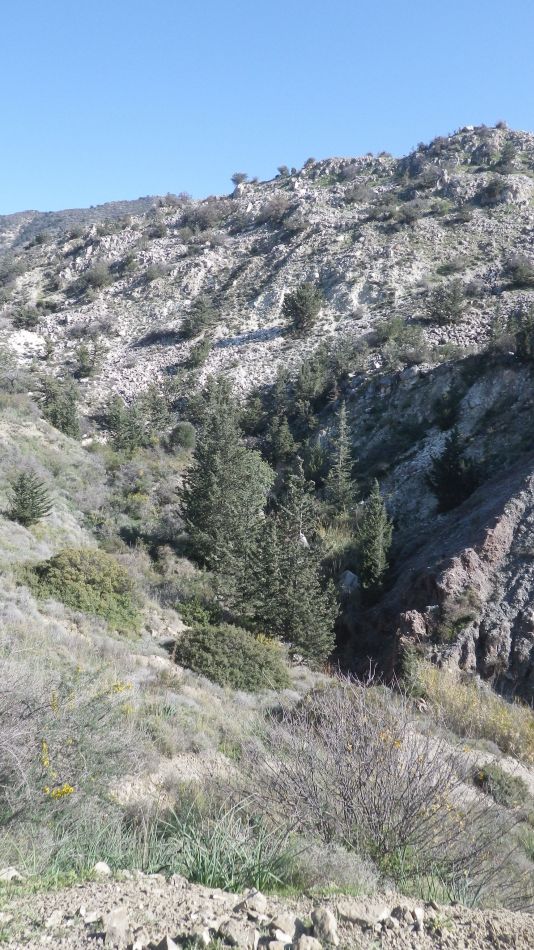 2018-01-29 24 Walk 3 Fire Damage.jpg