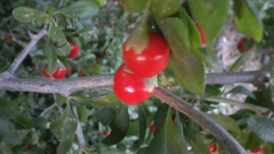 2019-01-16 12 Walk 4 Lycium ferocissimum.jpg