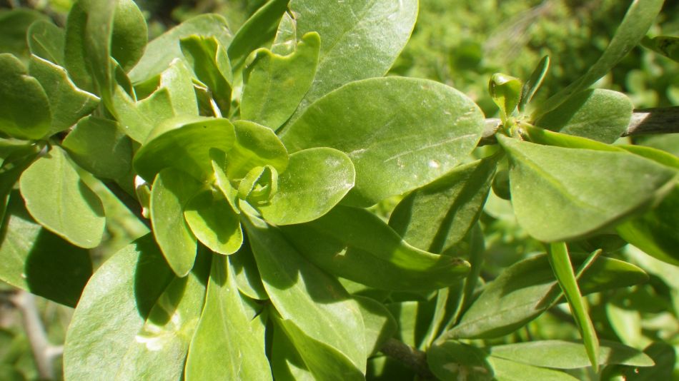 2019-01-16 16 Walk 4 Lycium ferocissimum.JPG