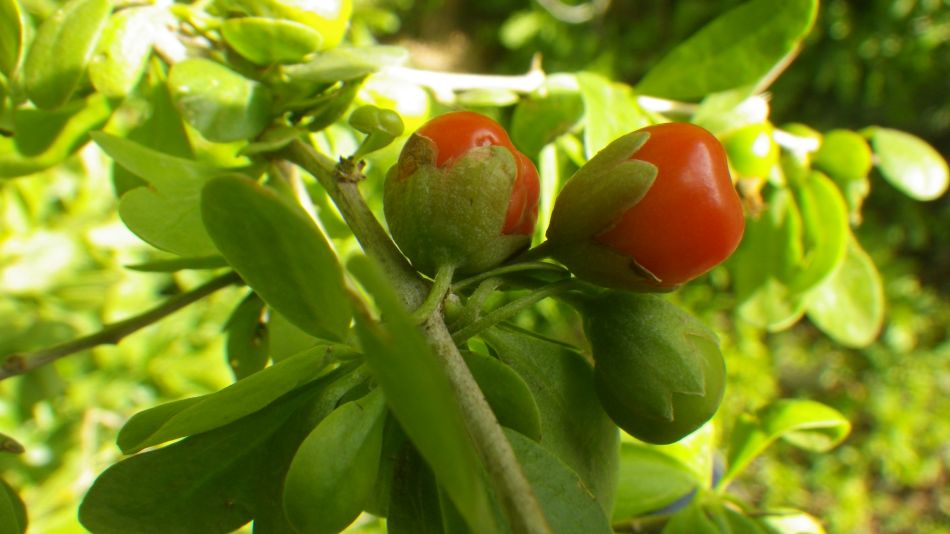 2019-01-16 17 Walk 4 Lycium ferocissimum.JPG