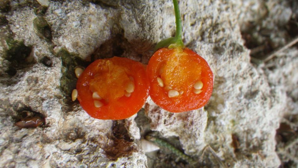 2019-01-16 23 Walk 4 Lycium ferocissimum Inside 1.JPG