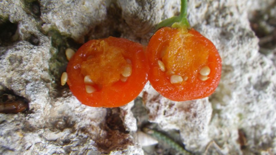 2019-01-16 24 Walk 4 Lycium ferocissimum Inside 2.JPG