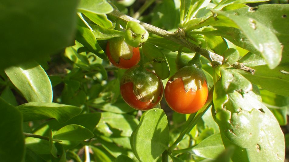 2019-01-16 25 Walk 4 Lycium ferocissimum.JPG