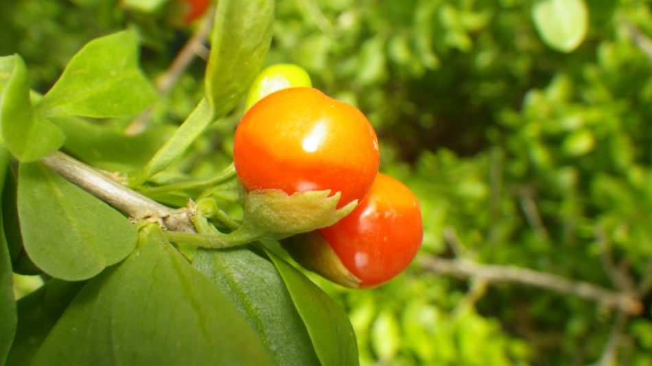 2019-01-16 26 Walk 4 Lycium ferocissimum Ripe.JPG