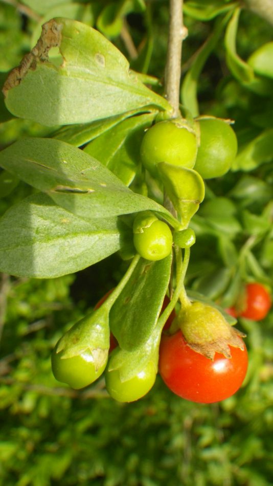 2019-01-16 27 Walk 4 Lycium ferocissimum Unripe.JPG