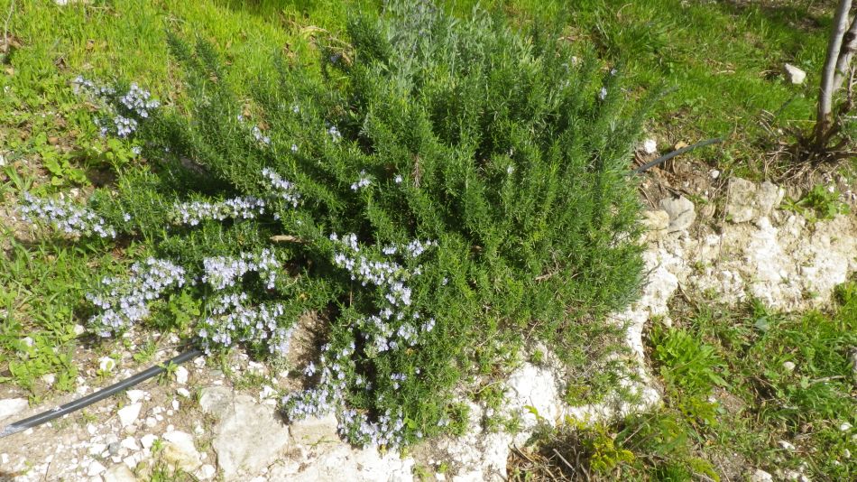 2019-01-16 37 Walk 4 Rosemary in Flower.JPG