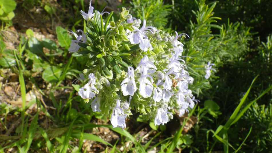 2019-01-16 38 Walk 4 Rosemary in Flower.JPG