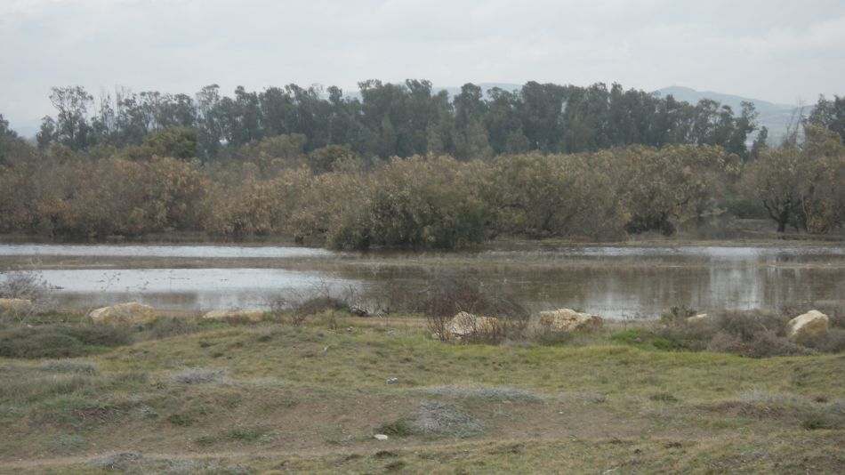 2019-01-22 05 Walk 1 Temporary Wetland.JPG