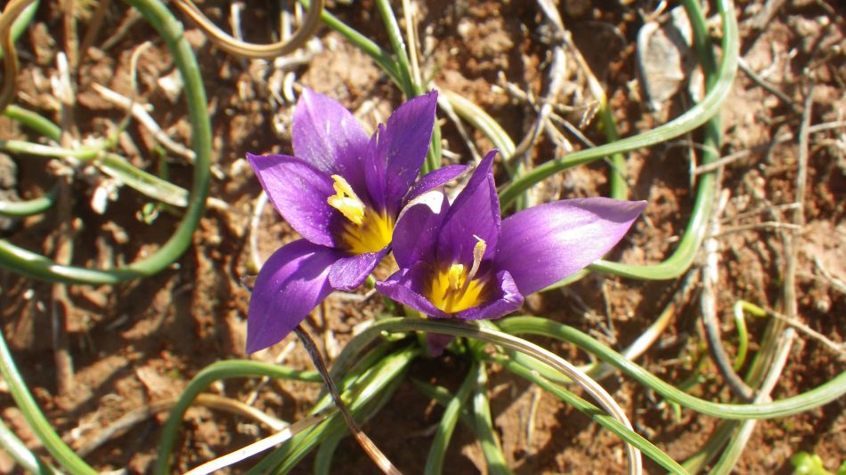 2019-01-23 04 Walk 17 Wild Crocus.JPG
