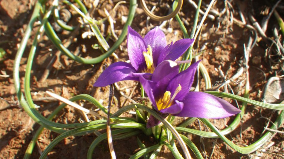 2019-01-23 05 Walk 17 Wild Crocus.JPG