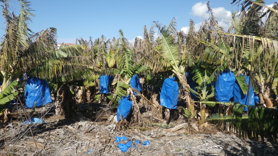 2019-01-23 30 Walk 17 Bananas.JPG