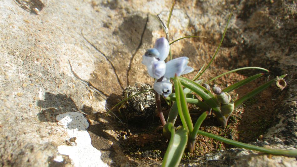 2019-01-23 34 Walk 17 Muscari parviflora.JPG
