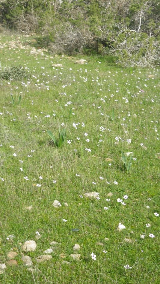 2019-01-25 29 Walk 14 Anemone Garden.JPG