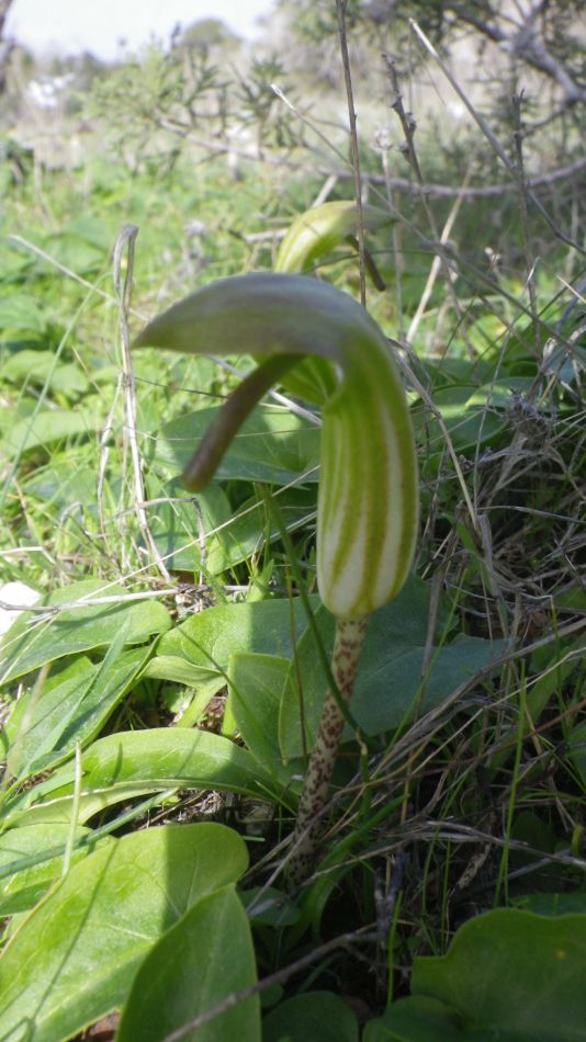 2019-01-25 30 Walk 14 Arisarum vulgaris.JPG