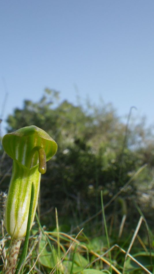 2019-01-25 31 Walk 14 Arisarum vulgaris.JPG