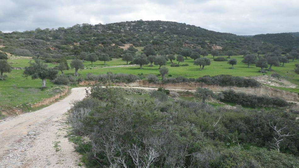 2019-01-25 36 Walk 14 Olives and Juniper Forest.JPG