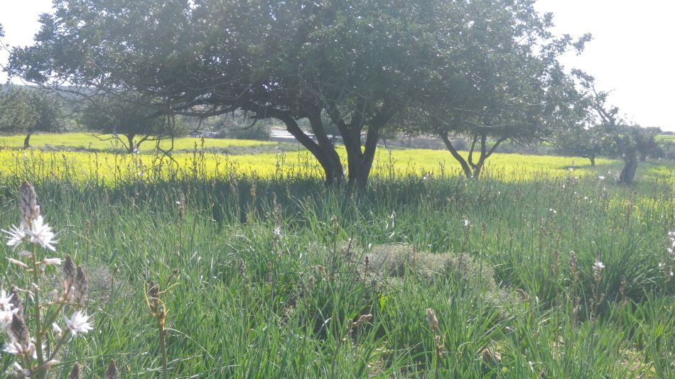 2019-02-03 07 Walk 16 Field in FLower.JPG