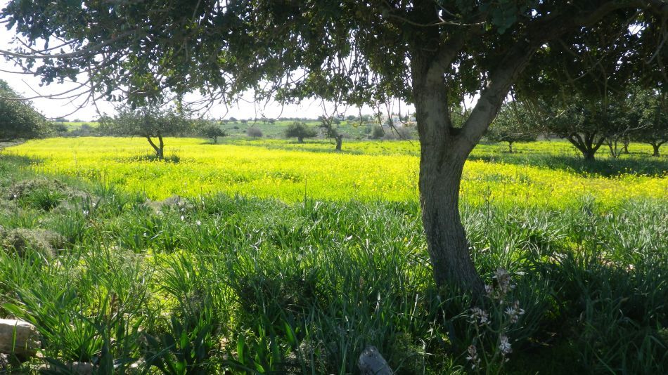 2019-02-03 08 Walk 16 Field in FLower.JPG