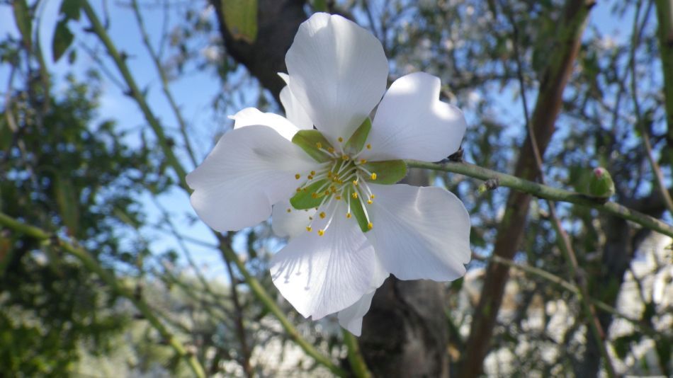 2019-02-03 13 Walk 16 Blossom.JPG