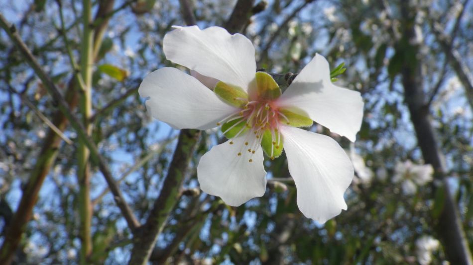 2019-02-03 14 Walk 16 Blossom.JPG