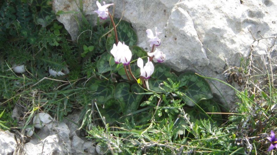 2019-02-03 21 Walk 16 Cyclamen.JPG