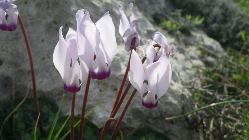 2019-02-03 22 Walk 16 Cyclamen.JPG
